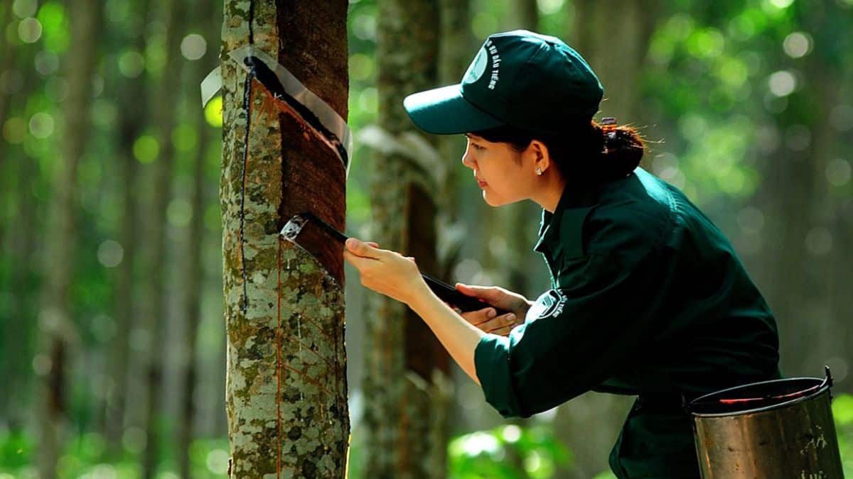 Vietnams Rubber Exports Set to Soar Predicts Vietnam Rubber Association