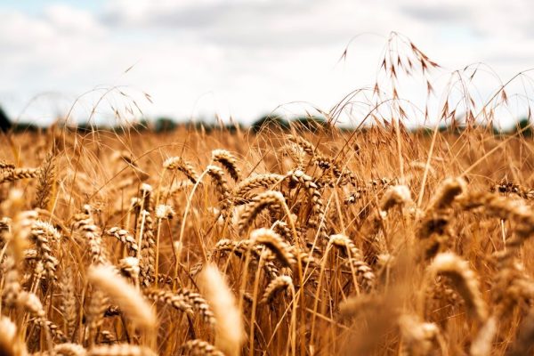 wheat