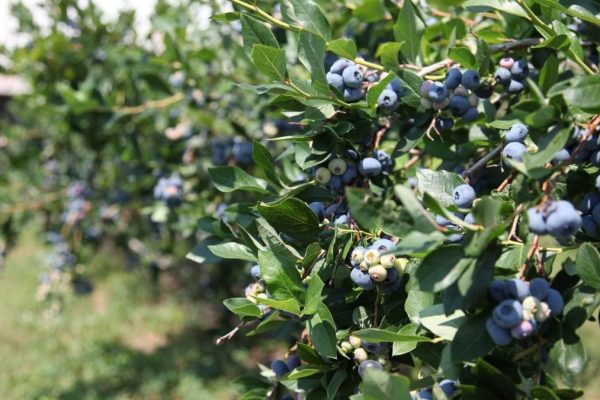 Alma Pak blueberry recall