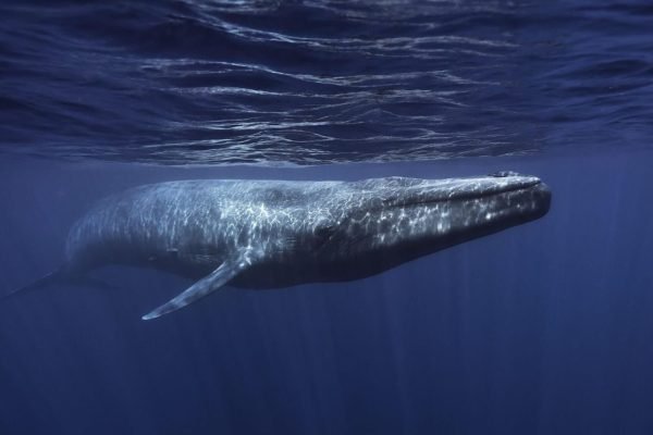 Blue Whales