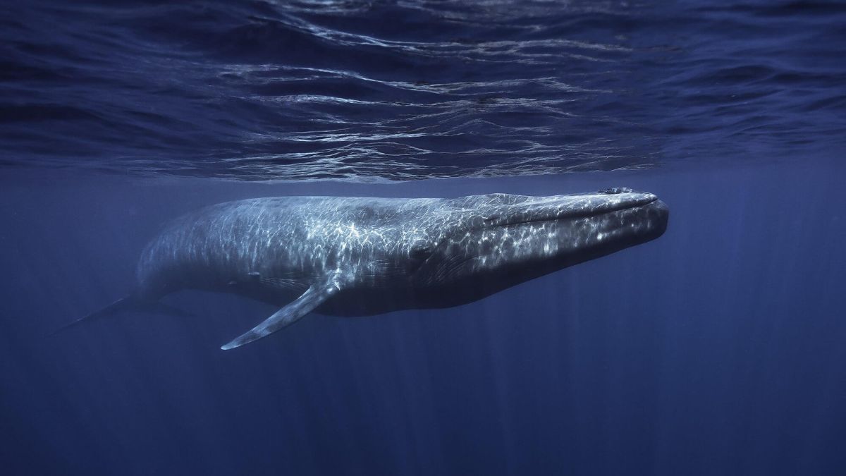 Blue Whales