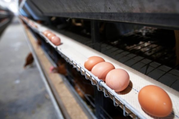 Brazil’s egg exports