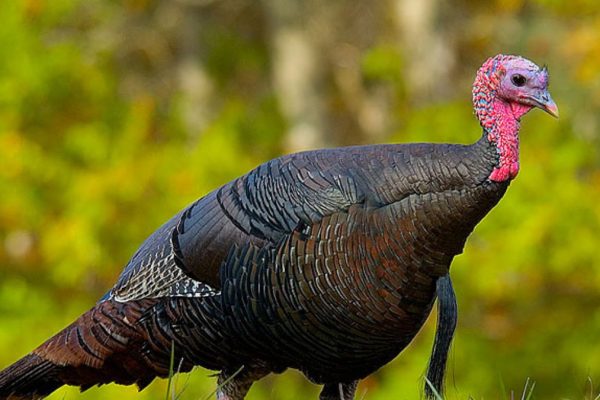 How trading turkeys helped save a species