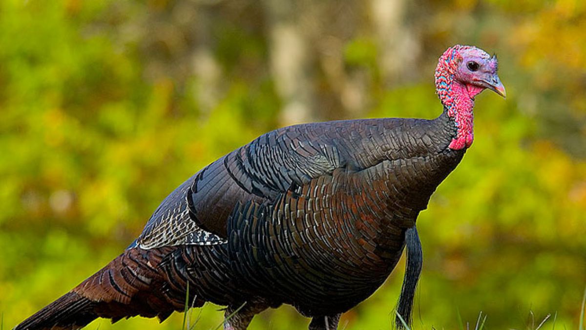 How trading turkeys helped save a species