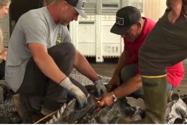 Swamp People battle low water and family rivalry