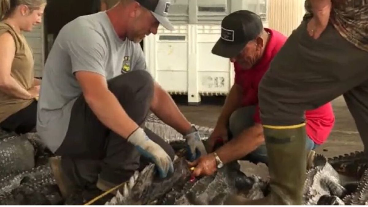 Swamp People battle low water and family rivalry