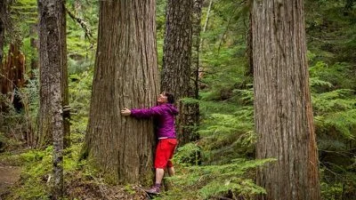 forest bathing