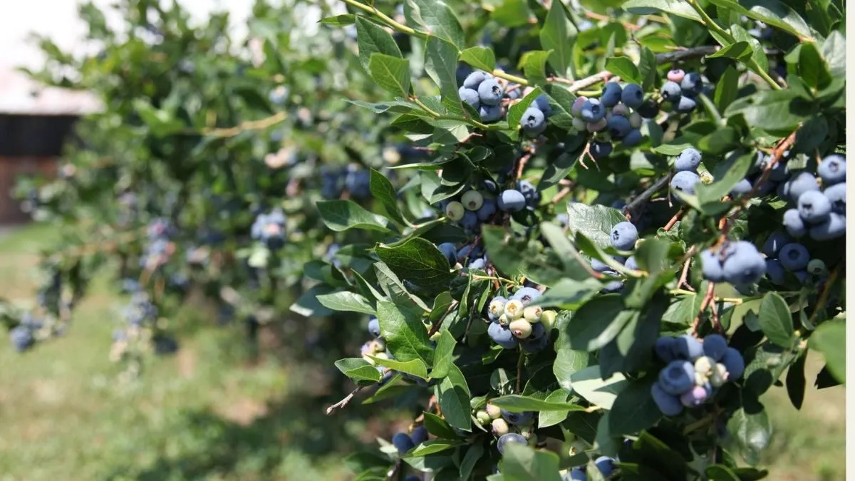 Alma Pak blueberry recall