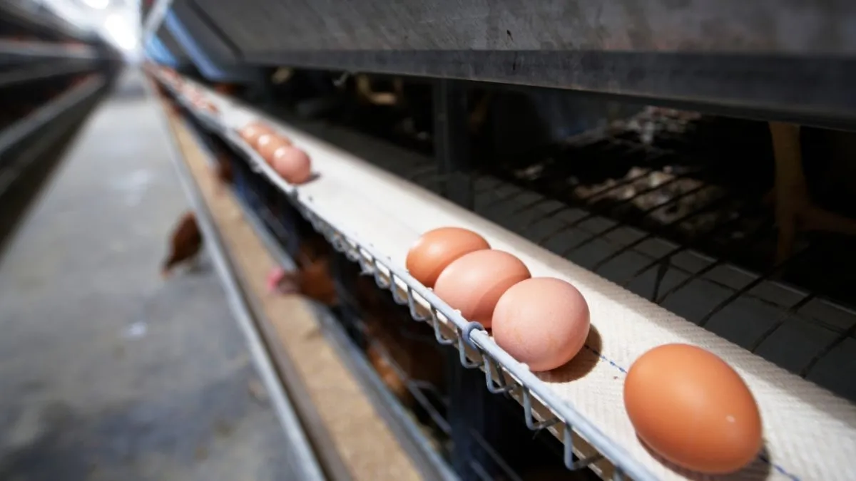 Brazil’s egg exports