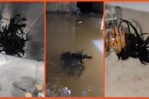 Viral TikTok shows “alien” growing from meteorite, but it’s likely a hoax