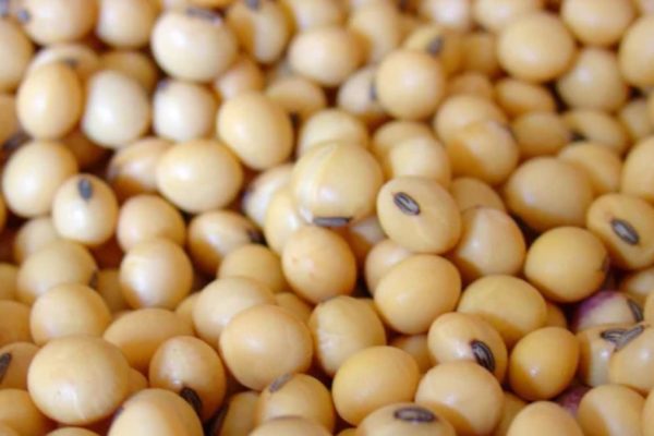 Brazil soybean quality hit by heavy rain as Mato Grosso farmers rush harvest