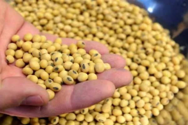 Agricultural Commodities market update: Orange Juice up 9.27% today, Soybeans up 10.90% YTD, Wool up 42.03% YoY, Cocoa down 67.80% YoY