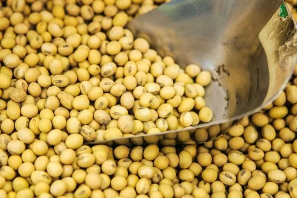 Agriculture Commodities prices today, February 24: Soybeans up 10.88% YTD while cocoa crashes 65.74% YoY in volatile agricultural commodities market