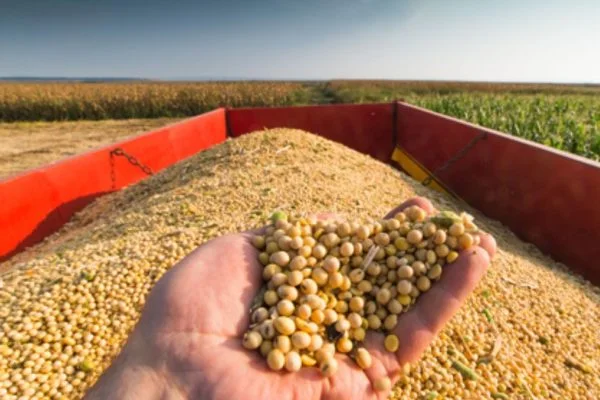 Agriculture commodities prices today, March 5: Soybeans rise 12.43% YTD while Wheat gains 7.94% monthly as agricultural prices shift across global markets