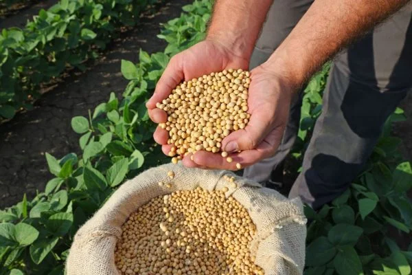 Agriculture Commodities price today: Wheat jumps 5.75 percent to 590.37 while soybeans reach 1187.94