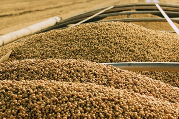 Agricultural commodities prices today, April 6: Soybeans up 0.06% at $1164 with 13.4% YTD gain