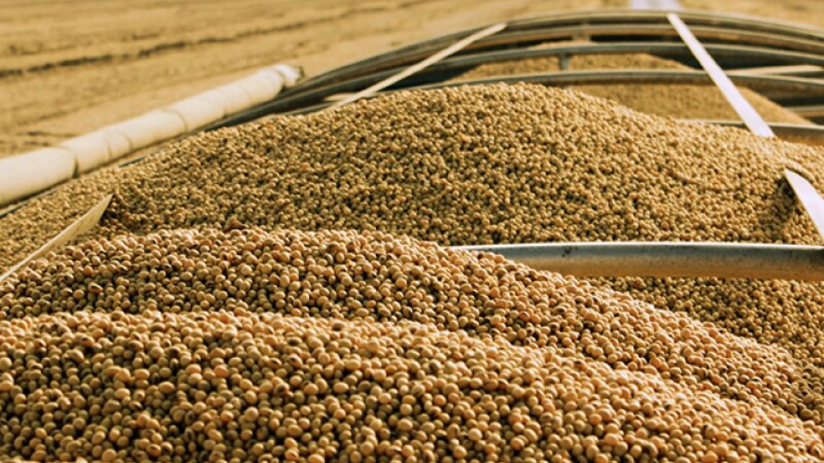 Agricultural commodities prices today, April 6: Soybeans up 0.06% at $1164 with 13.4% YTD gain