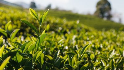 Agriculture commodities prices today, April 10: Tea jumps 8.14% while Cocoa crashes 62.13% YoY