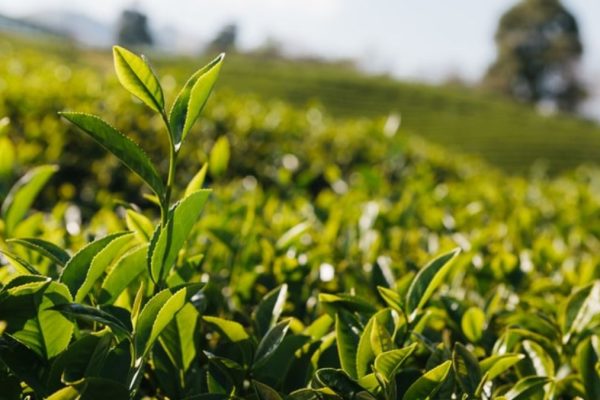 Agriculture commodities prices today, April 10: Tea jumps 8.14% while Cocoa crashes 62.13% YoY