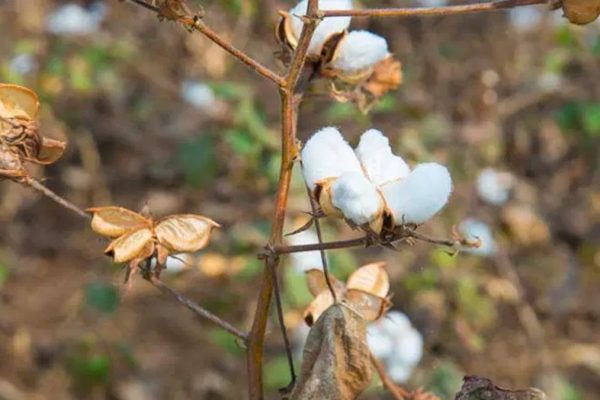 Agriculture commodities price today, April 13: Cotton jumps 17.62% YoY while tea spikes 8.14% daily