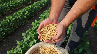 Agriculture commodities price today, April 14: Tea jumps 8.14% in a day while soybeans rise 13.20% YTD