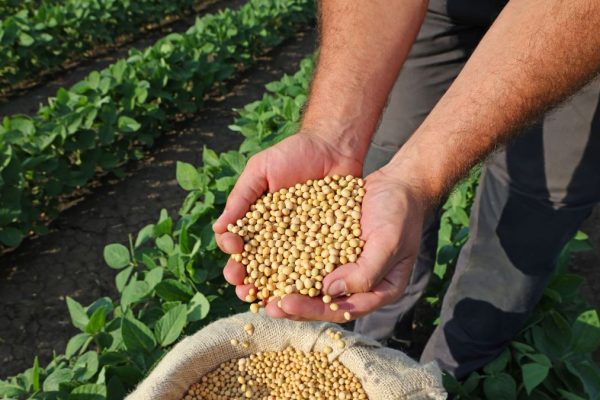 Agriculture commodities price today, April 14: Tea jumps 8.14% in a day while soybeans rise 13.20% YTD