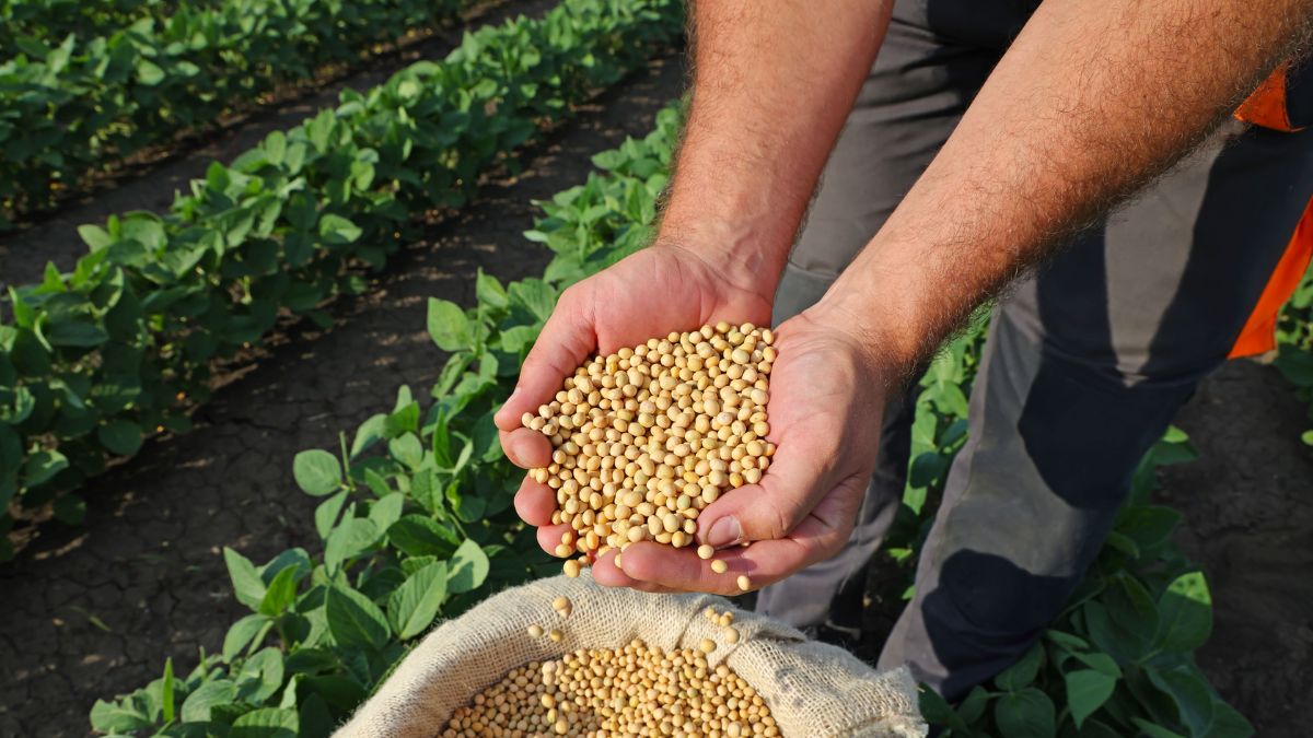 Agriculture commodities price today, April 14: Tea jumps 8.14% in a day while soybeans rise 13.20% YTD