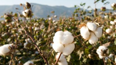 Agriculture commodities today, April 21: Cotton jumps 24.24% YTD while rubber rises 23.01%