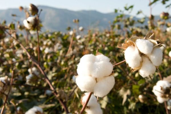 Agriculture commodities today, April 21: Cotton jumps 24.24% YTD while rubber rises 23.01%