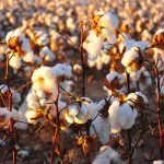 Agriculture commodities price today, May: Cotton jumps 29.90% YTD while potatoes spike 704.35% month