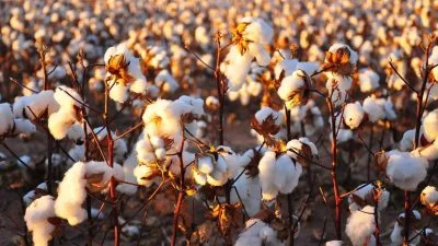 Agriculture commodities price today, May: Cotton jumps 29.90% YTD while potatoes spike 704.35% month