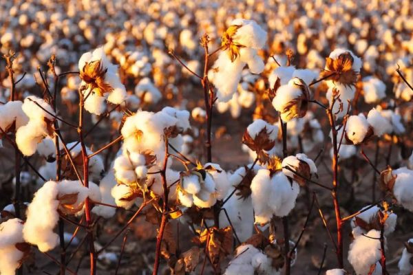 Agriculture commodities price today, May: Cotton jumps 29.90% YTD while potatoes spike 704.35% month
