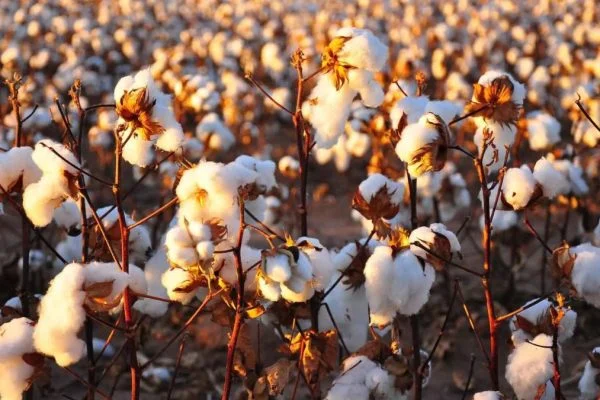Agriculture commodities price today, May: Cotton jumps 29.90% YTD while potatoes spike 704.35% month