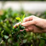 Agriculture commodities price today, May 8: Tea jumps 22% monthly while potatoes explode 704%