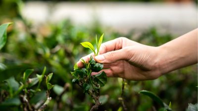 Agriculture commodities price today, May 8: Tea jumps 22% monthly while potatoes explode 704%
