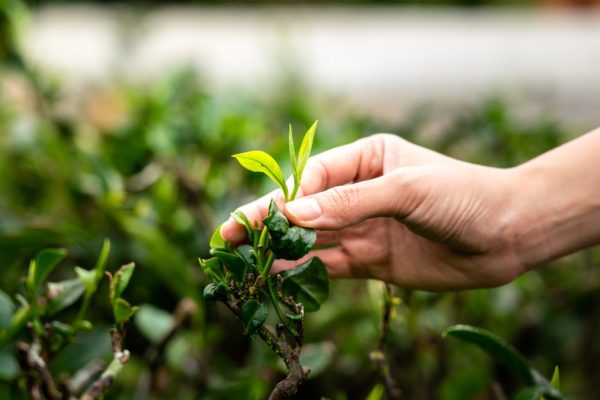 Agriculture commodities price today, May 8: Tea jumps 22% monthly while potatoes explode 704%