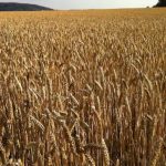 Agriculture commodities price today, May 18: Wheat jumps 30.08% YTD as potatoes explode 704.35% monthly