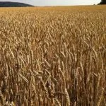 Agriculture commodities price today, May 18: Wheat jumps 30.08% YTD as potatoes explode 704.35% monthly