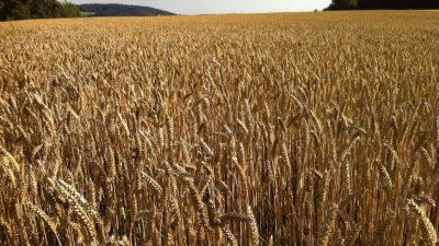 Agriculture commodities price today, May 18: Wheat jumps 30.08% YTD as potatoes explode 704.35% monthly