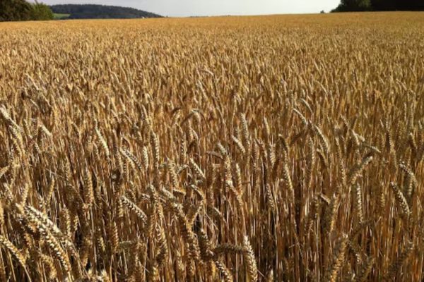 Agriculture commodities price today, May 18: Wheat jumps 30.08% YTD as potatoes explode 704.35% monthly