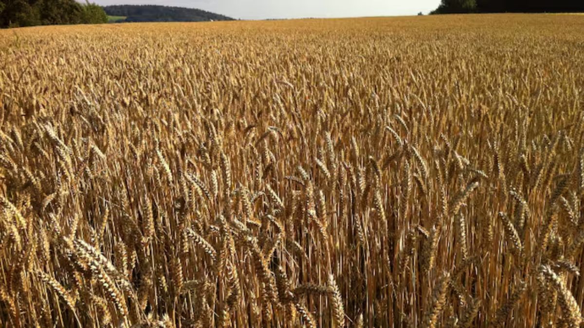 Agriculture commodities price today, May 18: Wheat jumps 30.08% YTD as potatoes explode 704.35% monthly