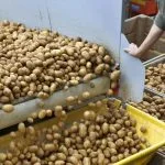 Agriculture commodities today, May 19: Wheat jumps 31% YTD as potatoes explode 704%