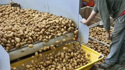 Agriculture commodities today, May 19: Wheat jumps 31% YTD as potatoes explode 704%