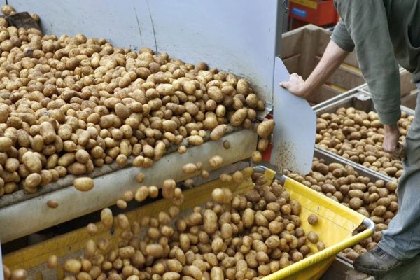 Agriculture commodities today, May 19: Wheat jumps 31% YTD as potatoes explode 704%