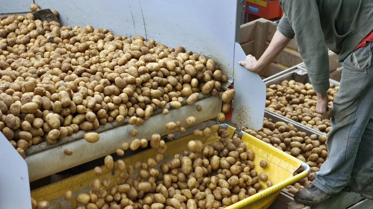 Agriculture commodities today, May 19: Wheat jumps 31% YTD as potatoes explode 704%