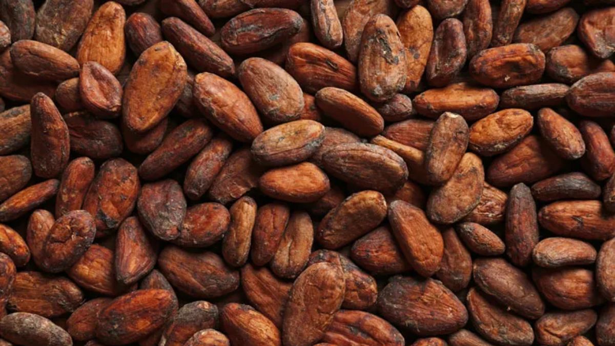 Agriculture commodities price today, May 21: Cocoa plunges 62% YoY as potatoes surge 704%