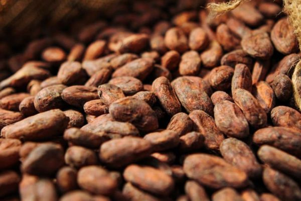 Agriculture commodities prices today, May 26: Cocoa plunges 57.62% YoY while potatoes surge 184.62%
