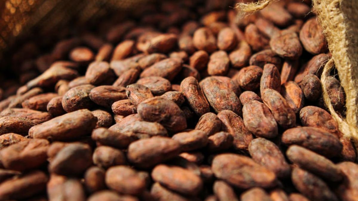 Agriculture commodities prices today, May 26: Cocoa plunges 57.62% YoY while potatoes surge 184.62%