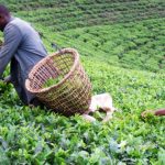 Agriculture commodities price today, May 27: Rice jumps 35.49% YTD while tea surges 21.26%
