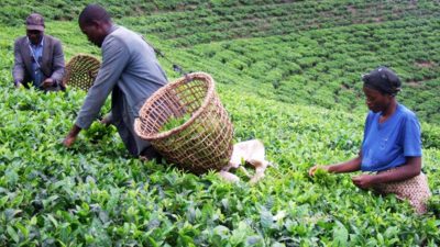 Agriculture commodities price today, May 27: Rice jumps 35.49% YTD while tea surges 21.26%